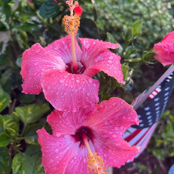 🌸 🌺 - Picture 5 of 16